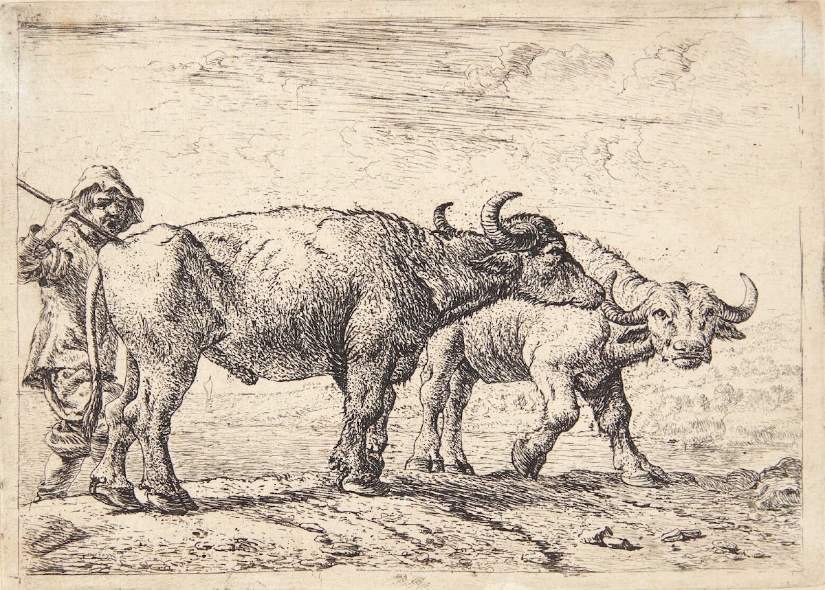 To bøfler og en hyrde 1638