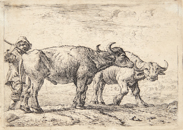 To bøfler og en hyrde 1638