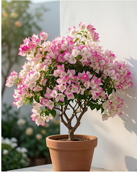 Imported Bidadari Lipstick Bougainvillea Plant