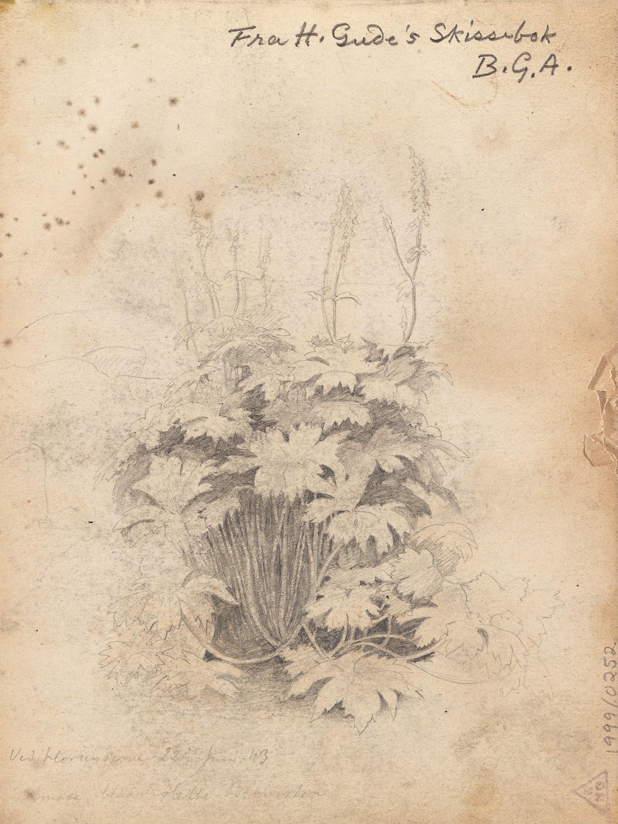 Plantestudie ved Hurrungene 1843