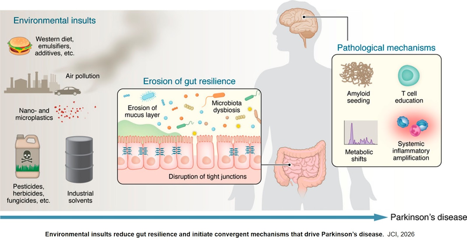 The Parkinson’s pandemic: prioritizing environmental policy and biological resilience via the gut