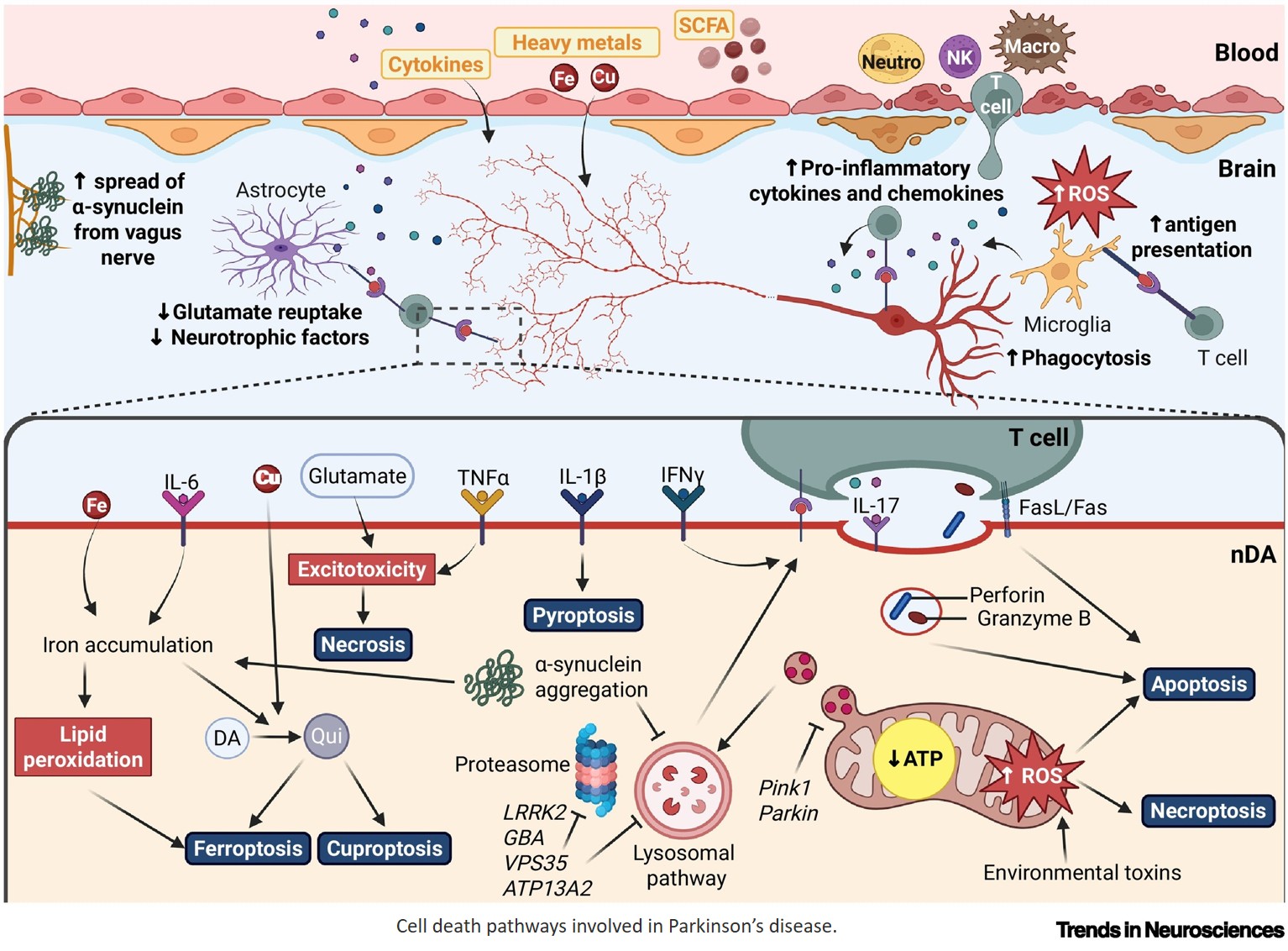 Dopamine neuron vulnerability in Parkinson’s disease