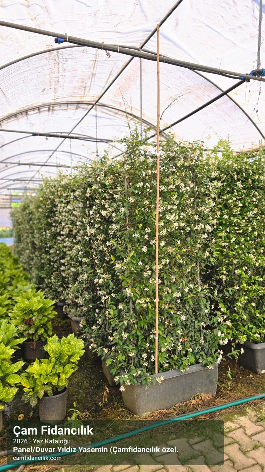 Panel/Duvar Yıldız Yasemin (Çamfidancılık özel üretim) - Trachelospermum jasminoides (custom panel form) Çam Fidancılık Yalova foto 3