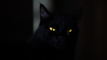 Black Cat Wallpaper