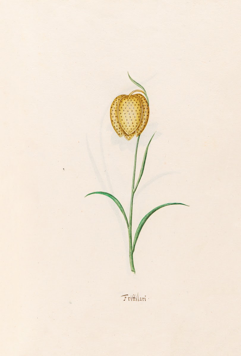 Frittilari Fritillaria 1692