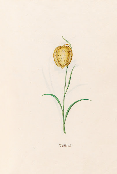Frittilari Fritillaria 1692