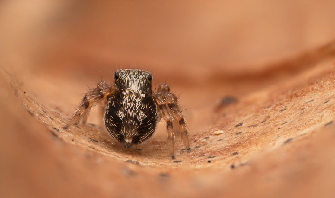 Pseudeuophrys lanigera