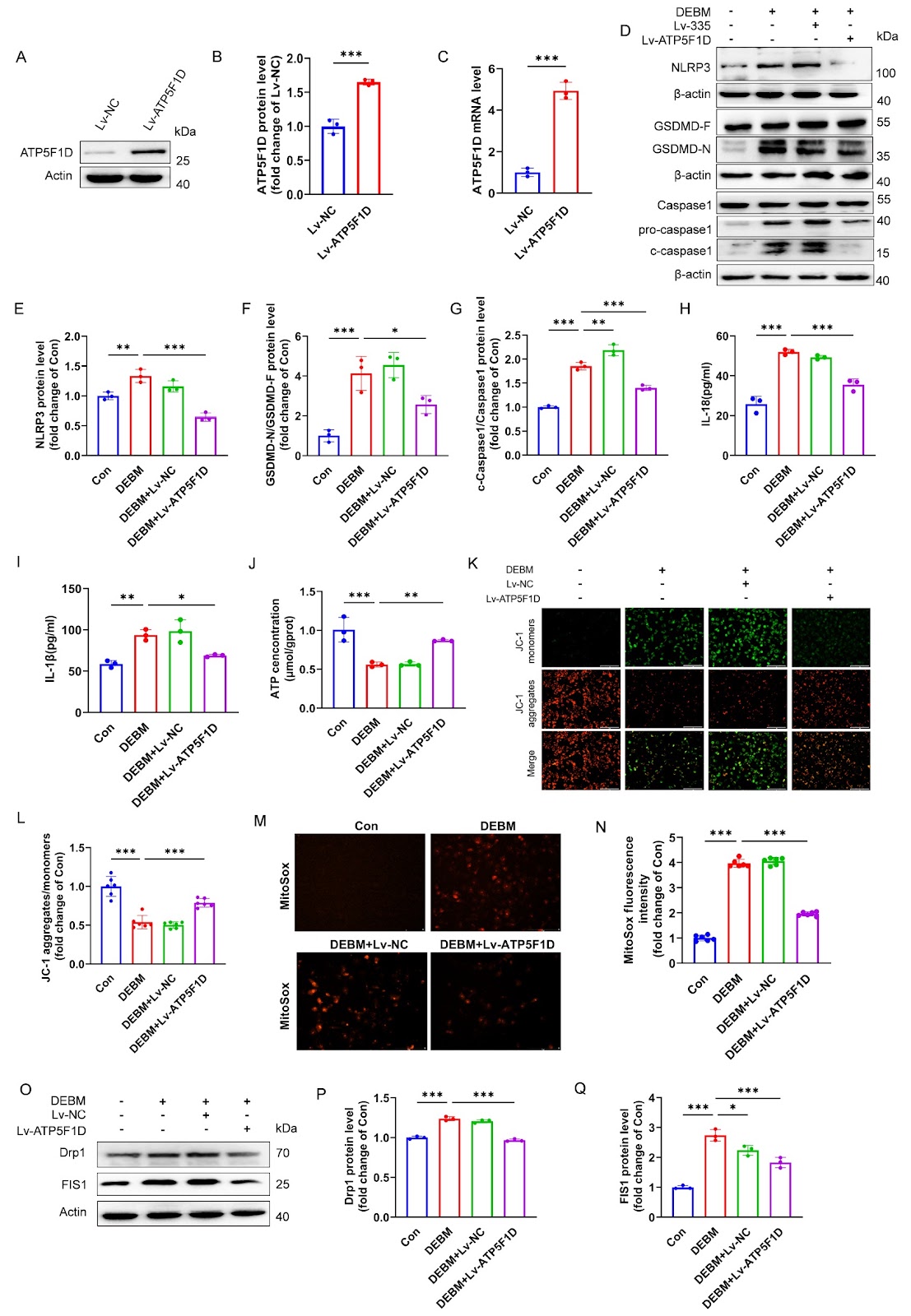 Succinate accumulation induces pyroptosis and mitochondrial damage via the inhibition of ATP5F1D in HUVECs