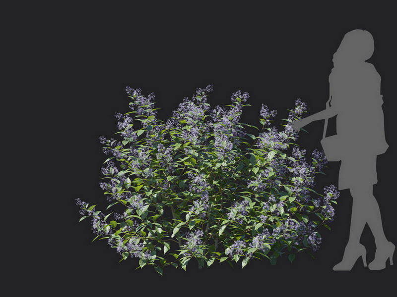 Maxtree - Plant Models Vol.129