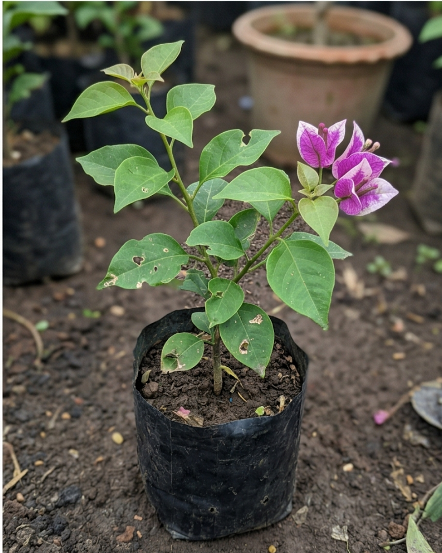 Imported Buttercup Bougainvillea Plant — view 2