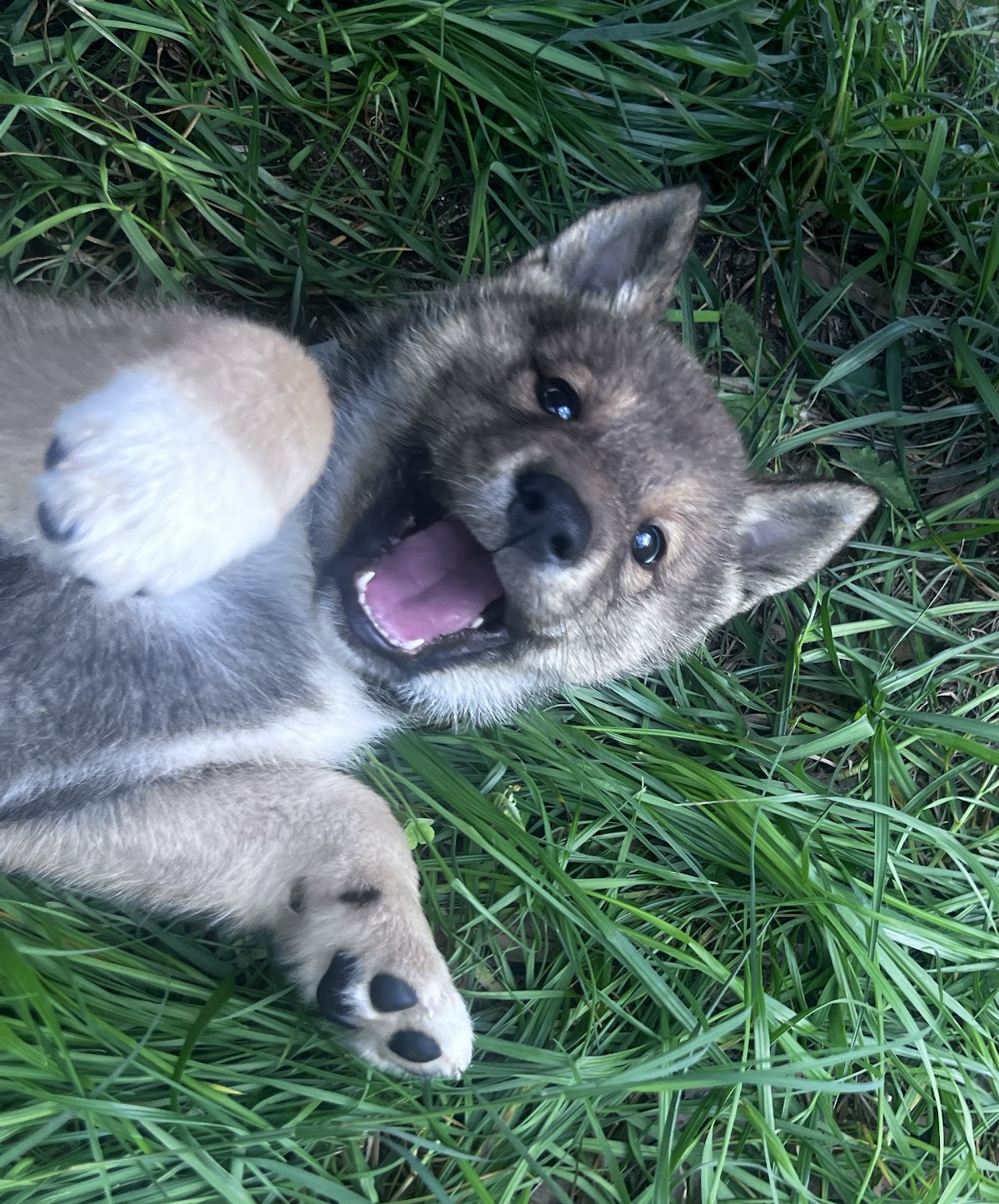 Shikoku puppy photo
