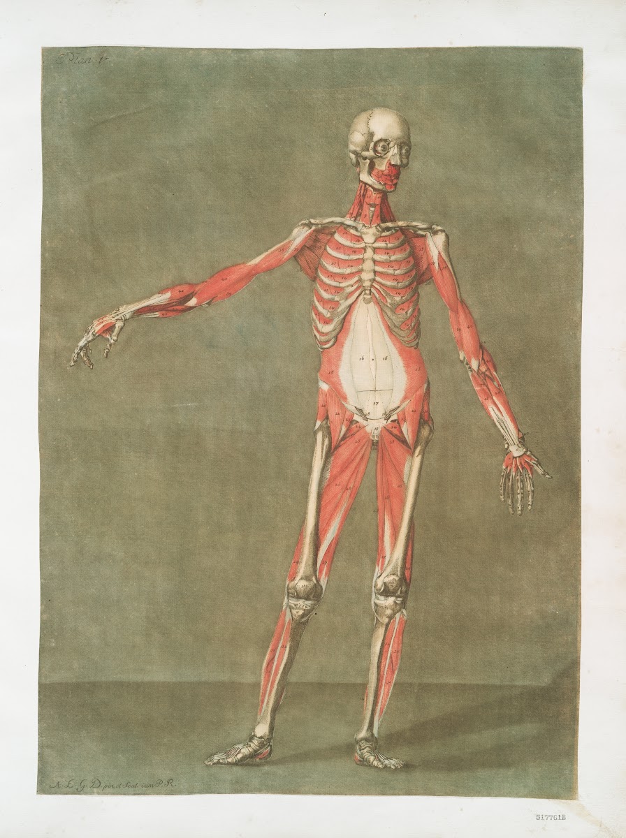 Cette planche représente les muscles qui paroissent  1773