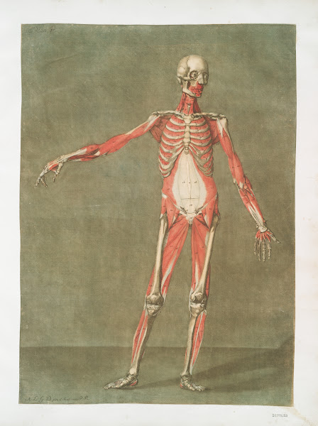Cette planche représente les muscles qui paroissent  1773