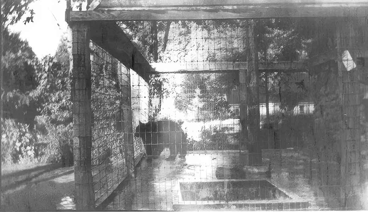 The bear at Alder Creek