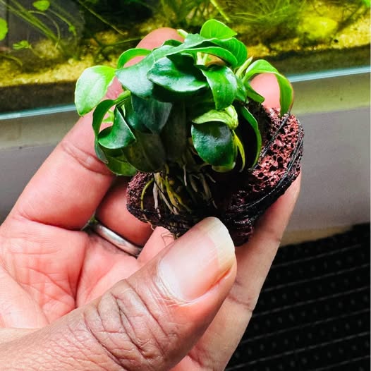 Anubias Barteri var. Nana