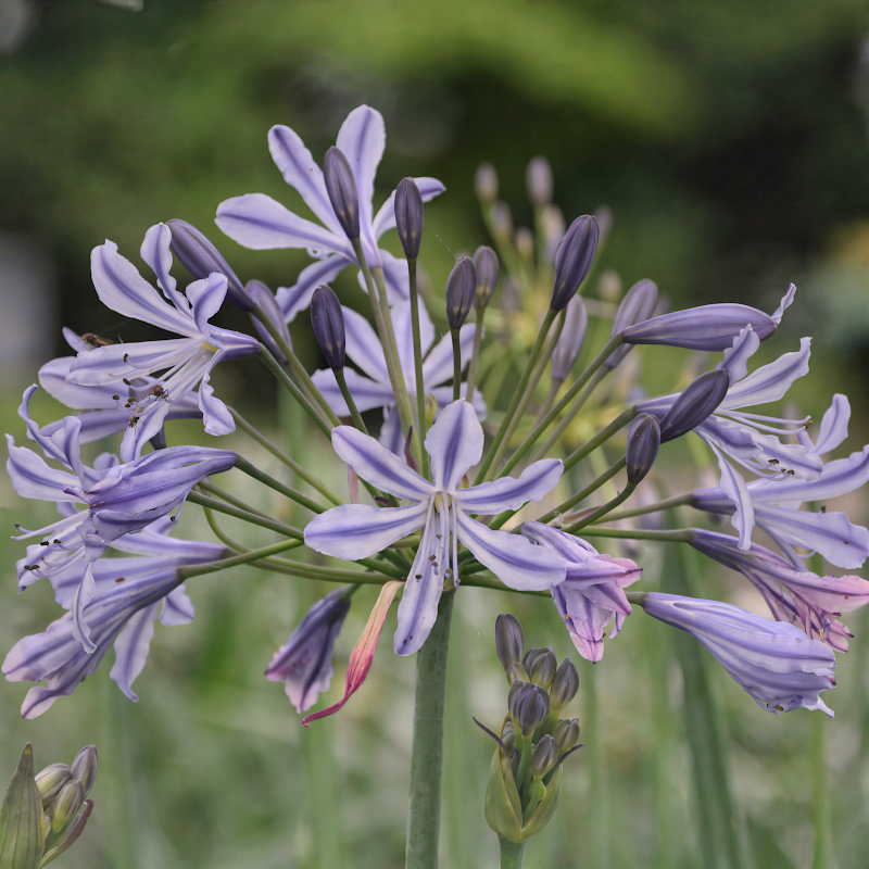 Agapanthus 'Su Casa' in piena fioritura con eleganti fiori blu-bianchi in un giardino mediterraneo.