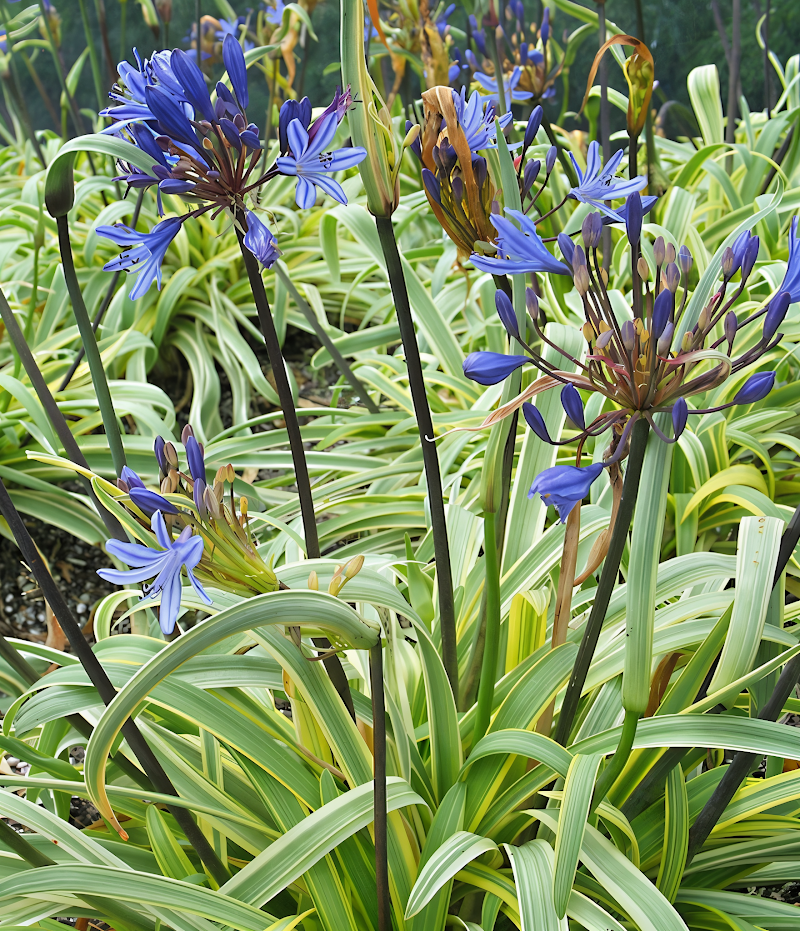 Agapanthus 'Goldstrike' in piena fioritura con foglie variegate giallo-verdi e fiori blu-violetti