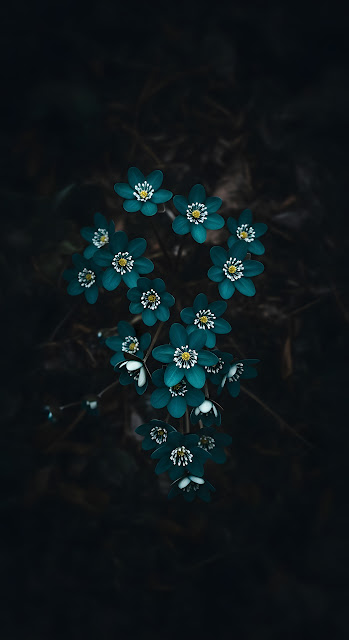 Teal Liverwort Flowers on Dark Moody Forest Floor - Free mobile Wallpaper