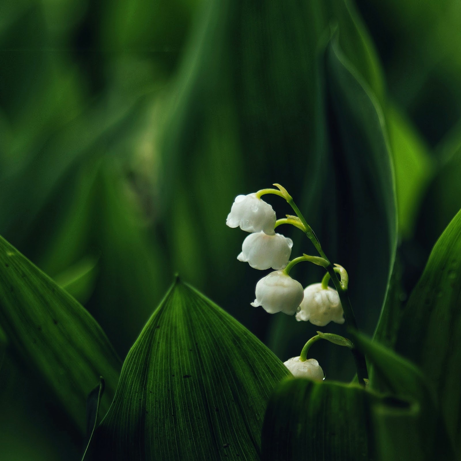 Download Lily of the Valley Bloom 4K iPhone
