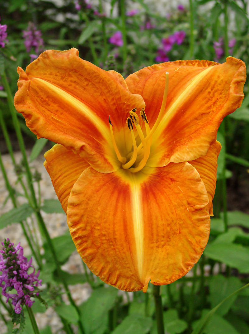 Hemerocallis 'Tuscawilla Tigress' con fiori arancio tigrato, in pieno sole nel giardino