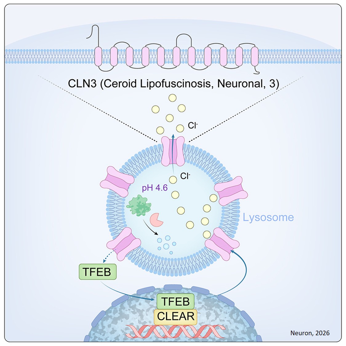 CLN3 mediates chloride efflux from lysosomes