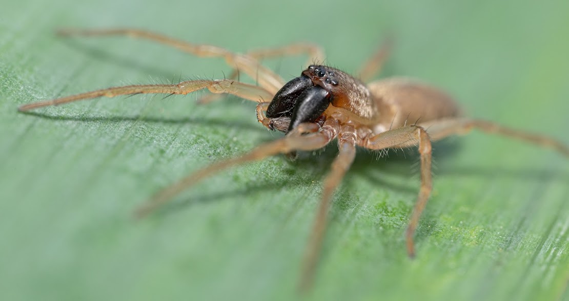 Clubiona phragmitis