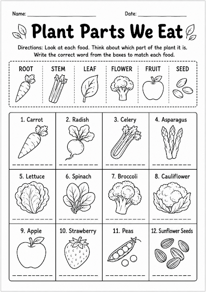 Plant Parts We Eat