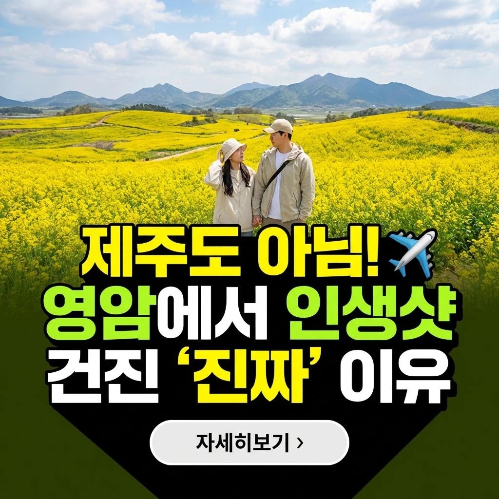 2026 영암 월출산 유채꽃 가이드: 주차 및 3대 명소 총정리