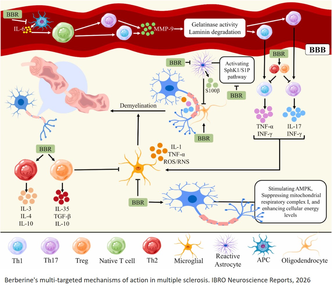 Berberine to treat multiple sclerosis