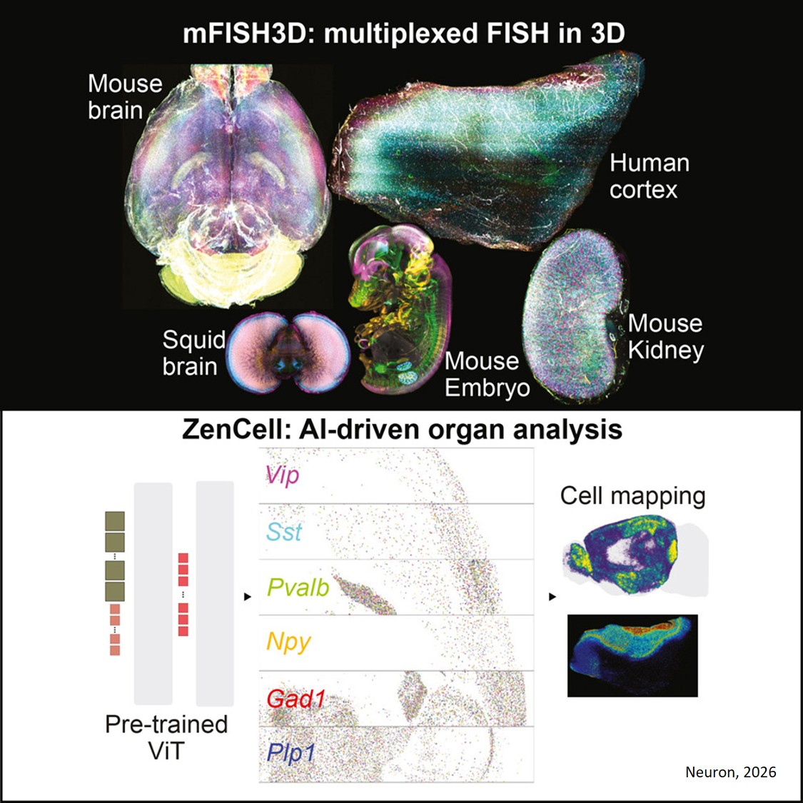 Artificial intelligence-driven whole-brain cell mapping with highly multiplexed in situ hybridization