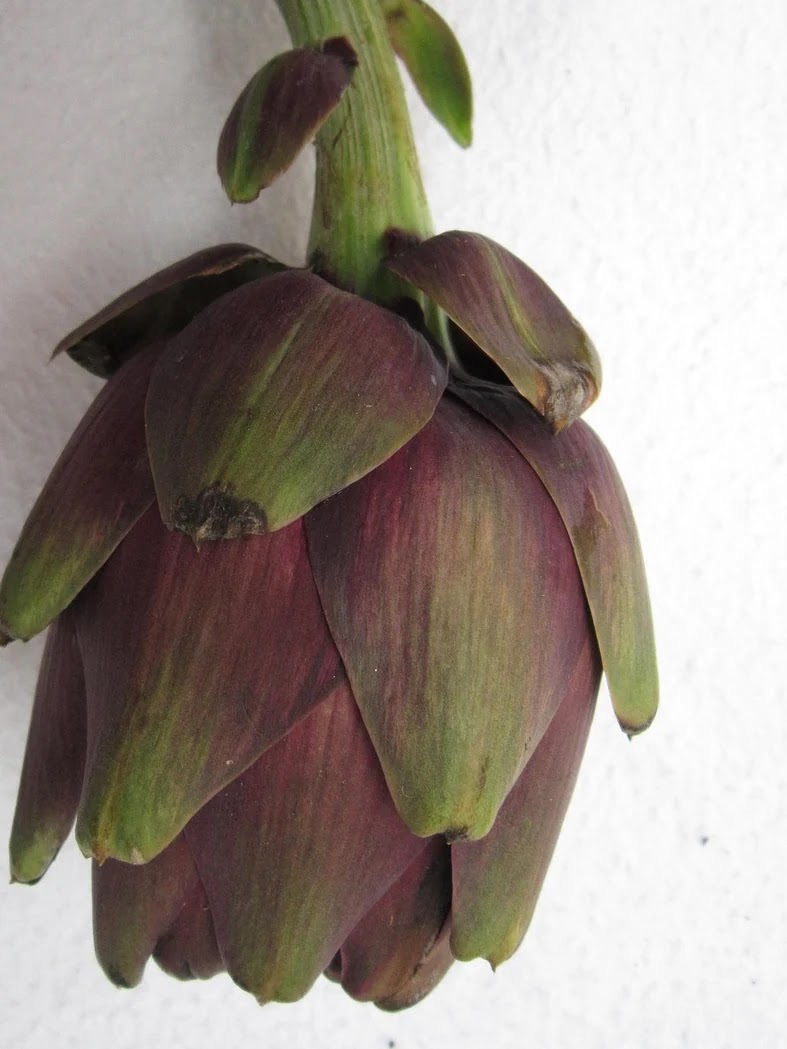 만성 염증 관리법과 노화 예방에 좋은 식단 구성 기준