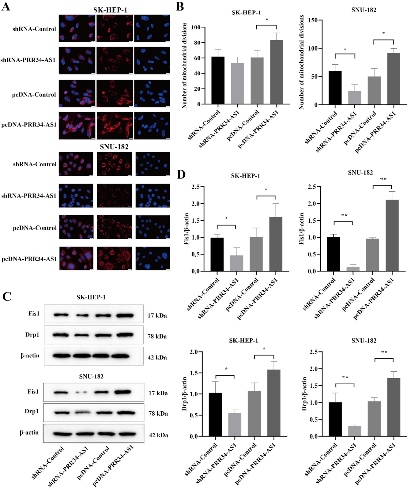 PRR34-AS1 promotes mitochondrial division and glycolytic reprogramming in hepatocellular carcinoma cells through upregulation of MIEF2