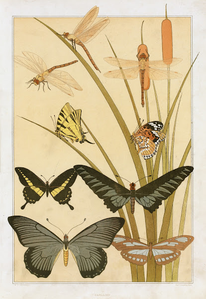 Papillons 1897