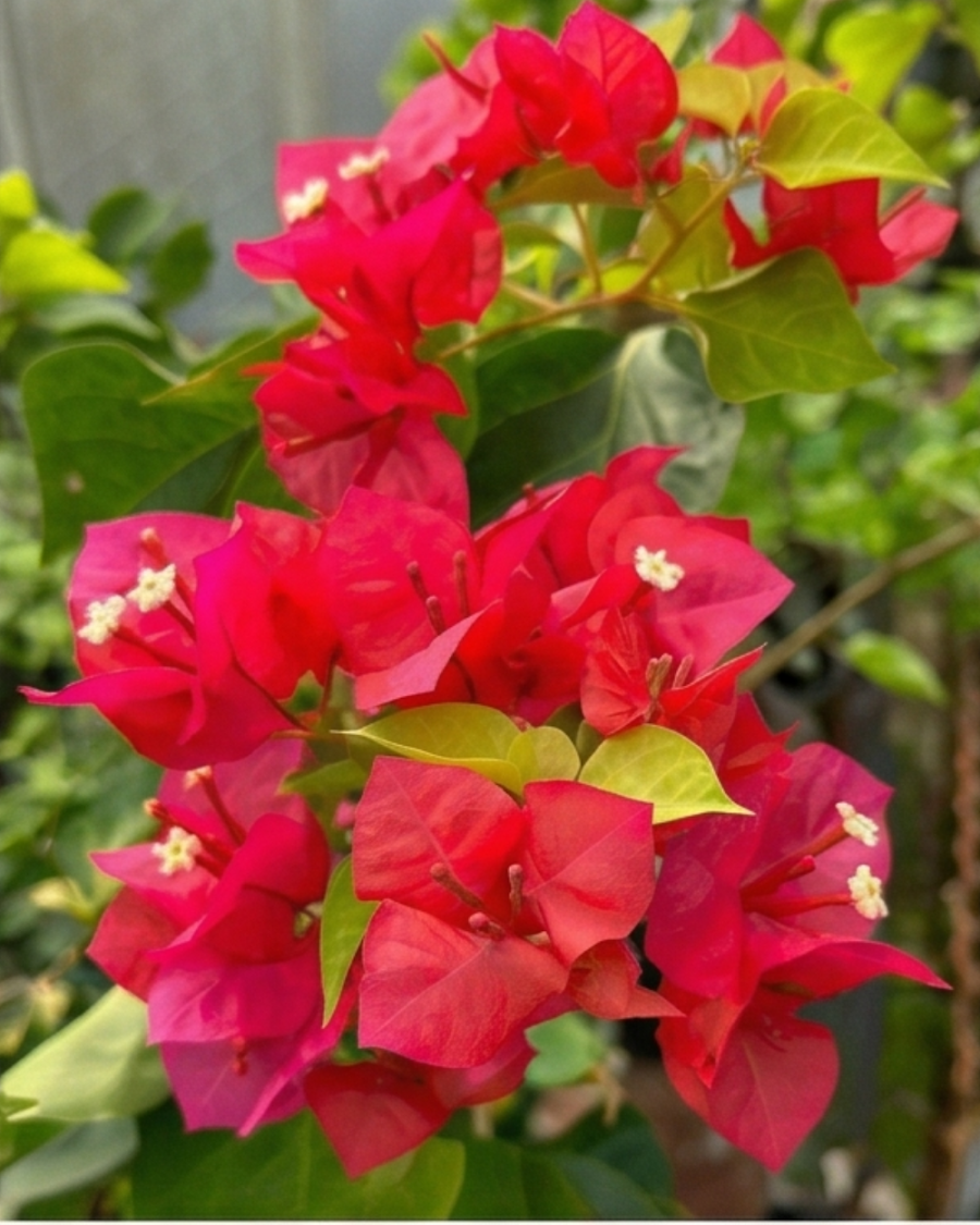 Imported Red Apple Bougainvillea Plant — view 4