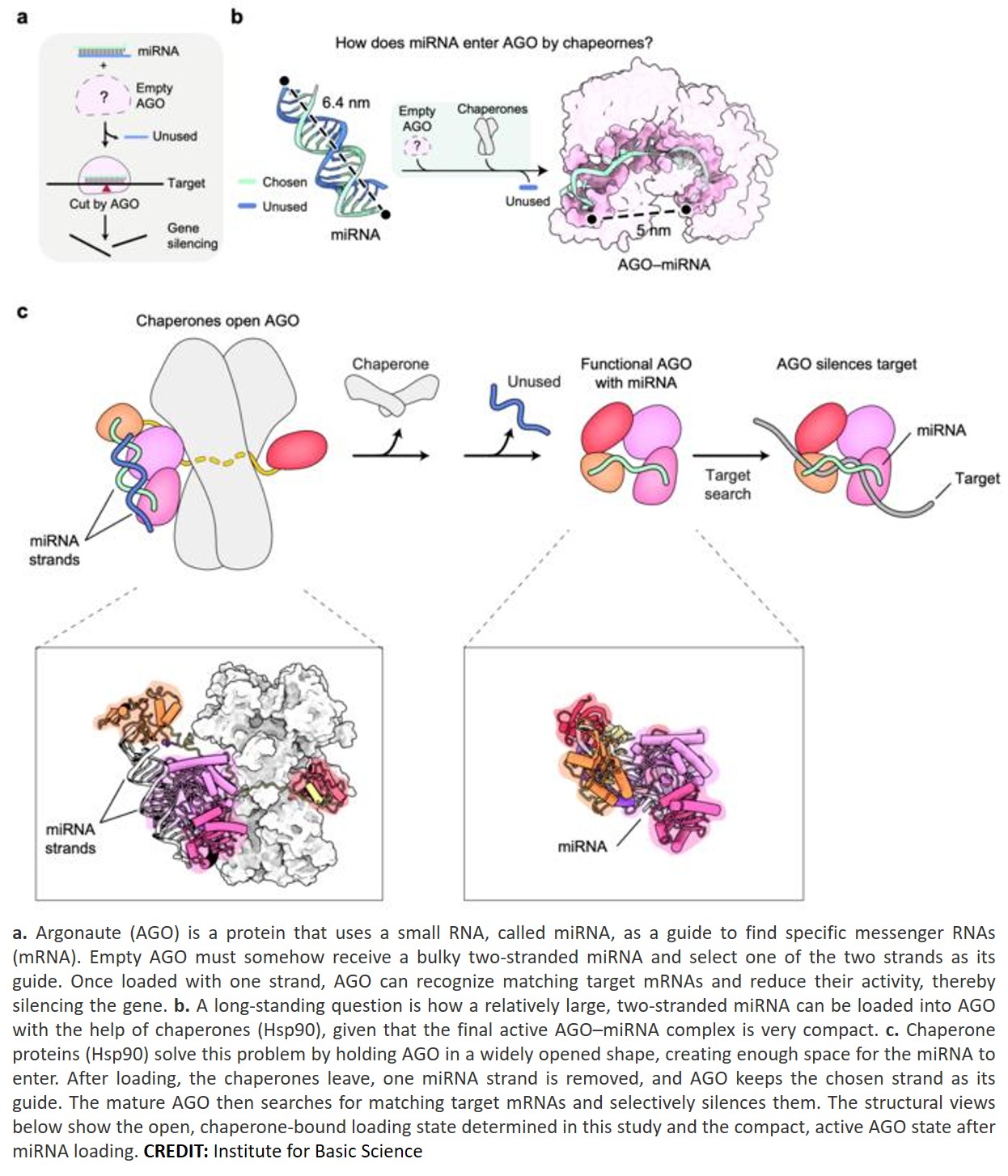 Structural basis for RNA-based gene silencing