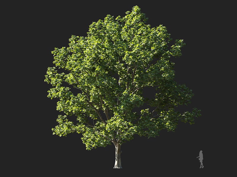 Maxtree - Plant Models Vol.132