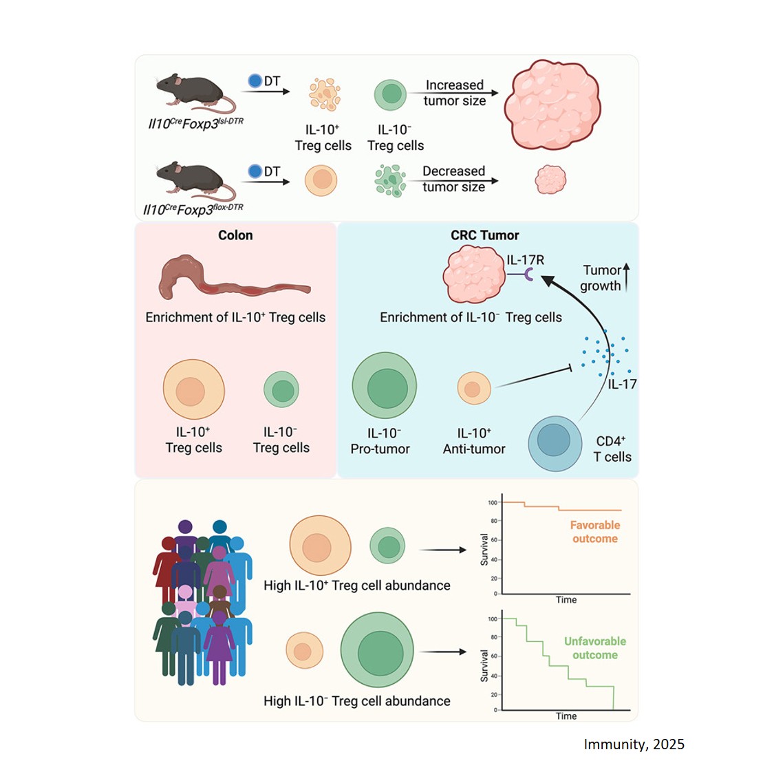 Opposing functions of distinct regulatory T cell subsets in colorectal cancer