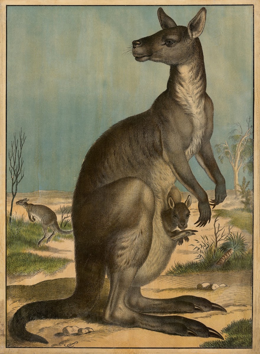 Kangaroo 1910