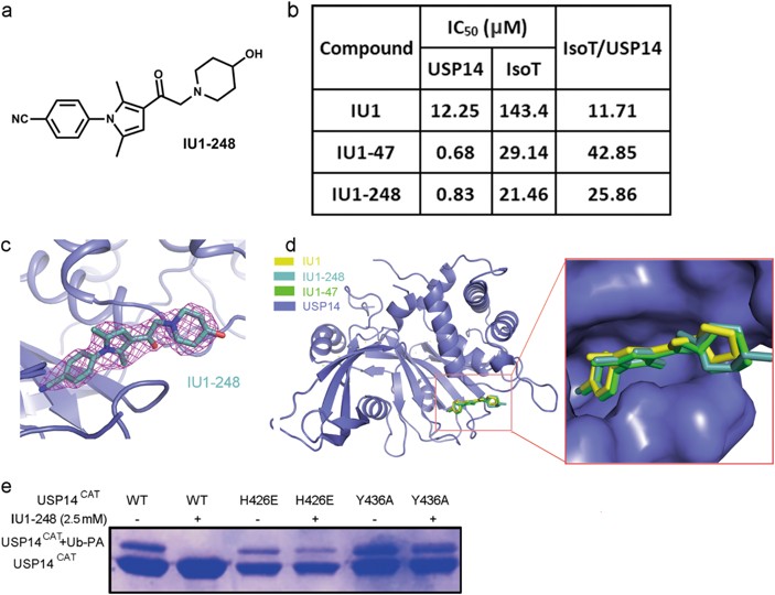 PROTECTIVE EFFECT OF ENHANCED MITOCHONDRIAL TURNOVER BY POTENT SMALL MOLECULE INHIBITOR OF USP14