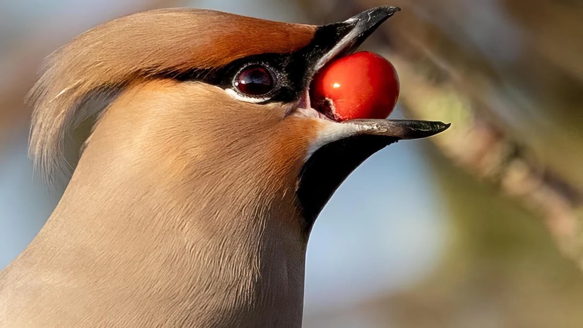 노화 예방을 위한 일상 속 항산화 식품 섭취 기준