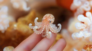 Octopus Wallpaper