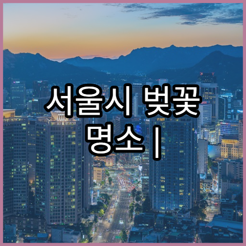 서울시 벚꽃 명소 | 여의도·석촌호수 개화 시기