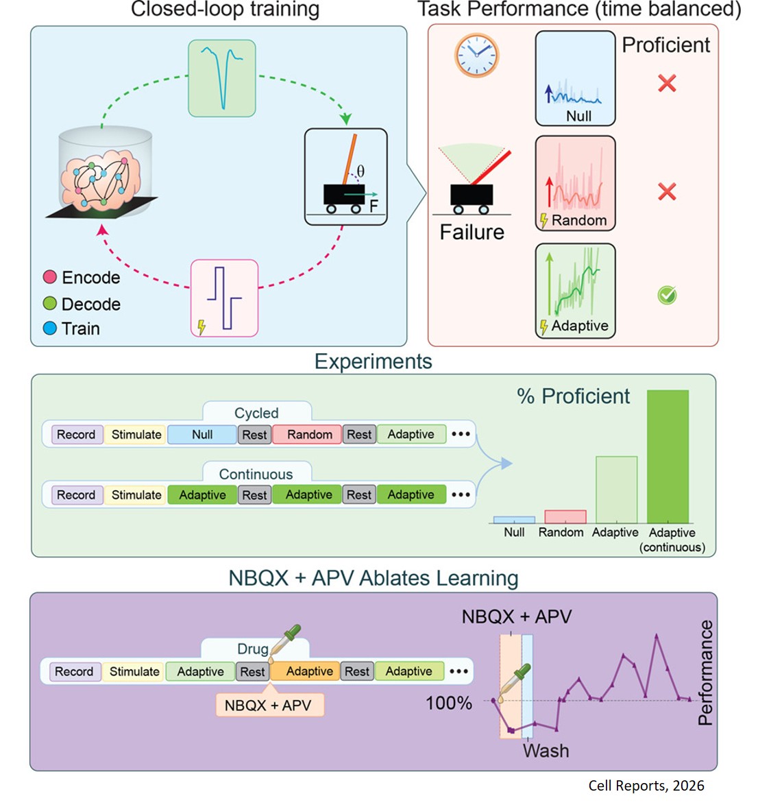 Goal-directed learning in cortical organoids