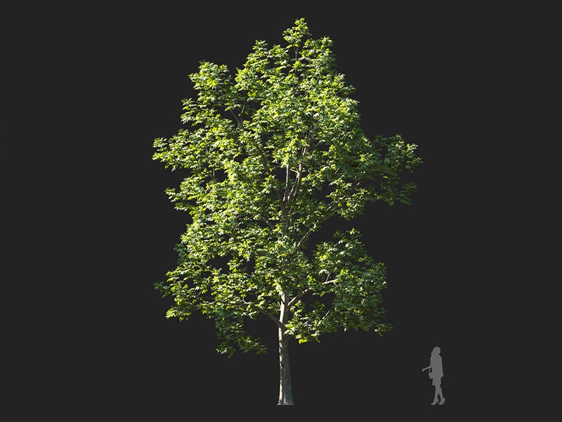 Maxtree - Plant Models Vol.132