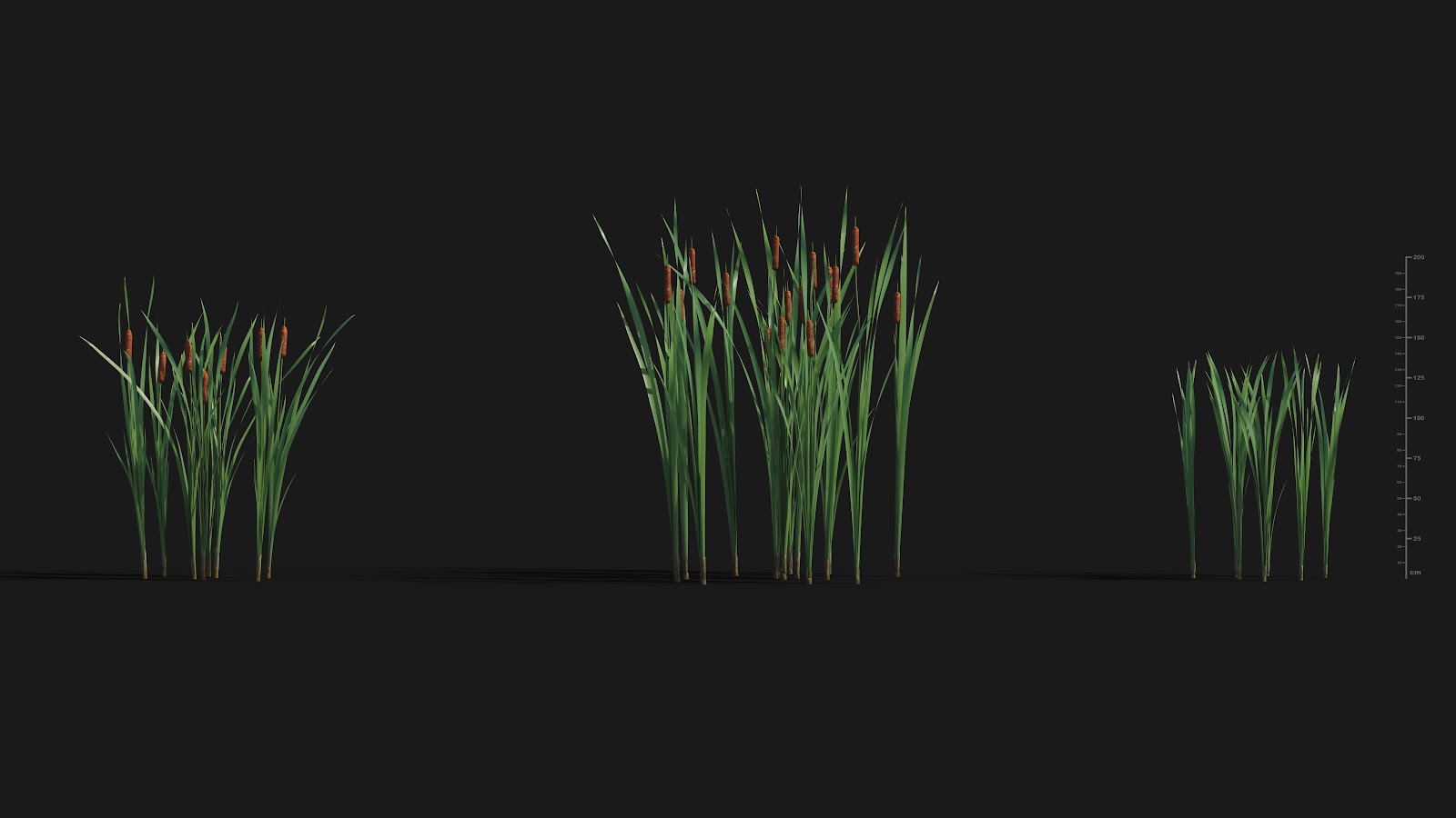 Maxtree - Plant Models Vol.29