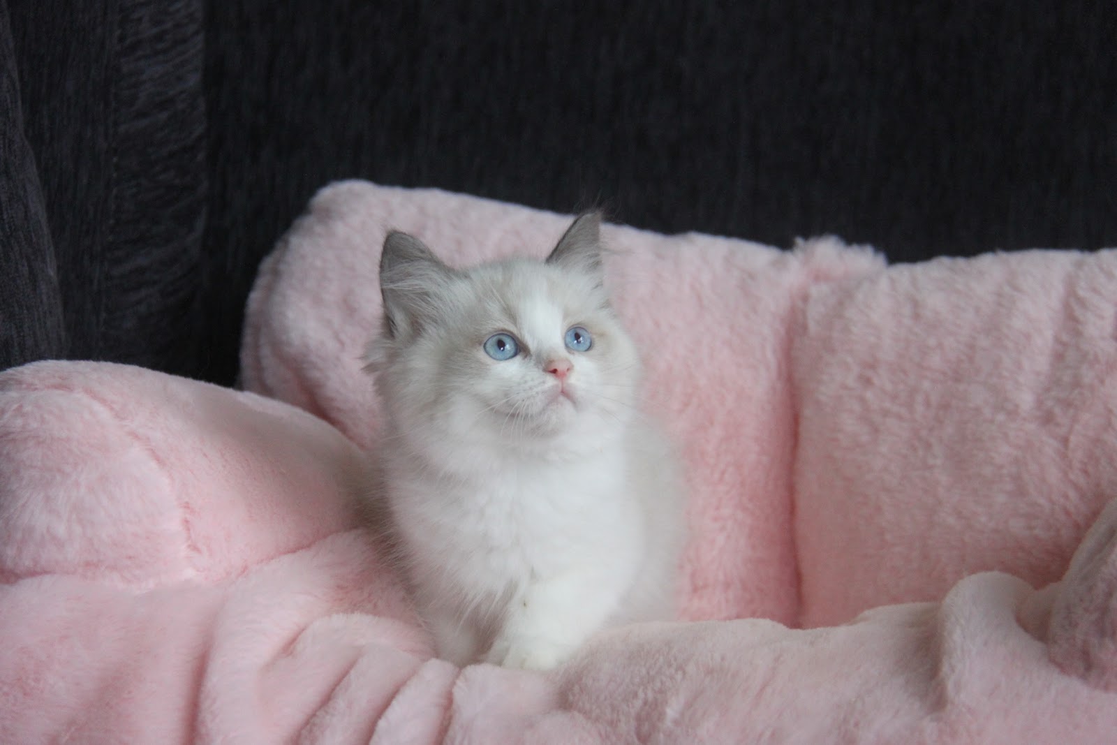 11/7出生 高端優質海雙布偶貓弟弟