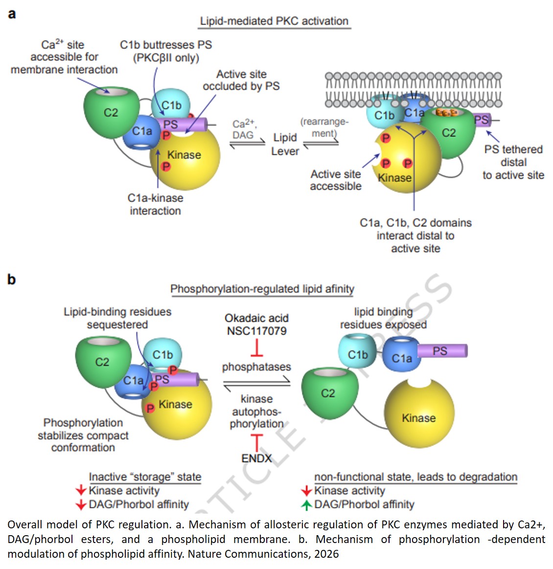 Allosteric regulation of protein kinase Cβ