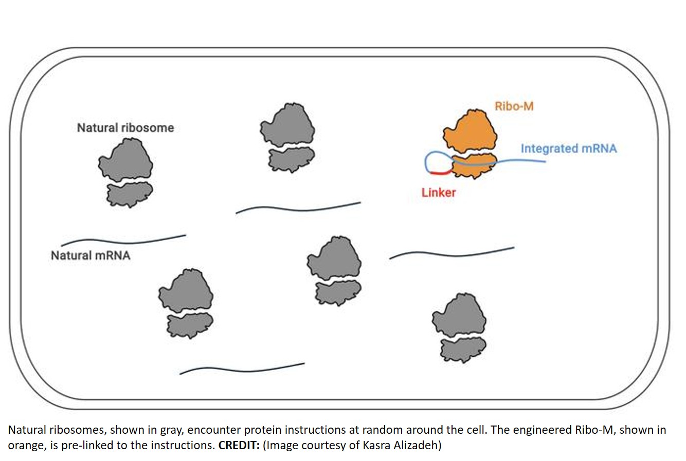 Rewiring ribosomes to specialize in one protein