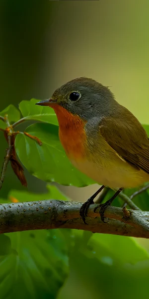 Red-Breasted Flycatcher, Wildlife, Nature, Bird 4K Wallpaper Background