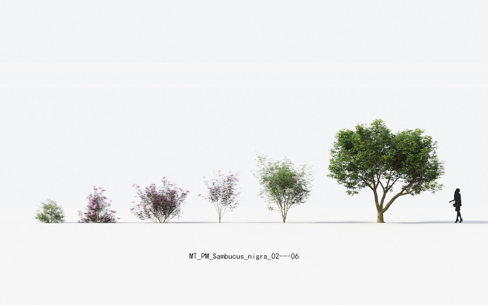 Maxtree - Plant Models Vol.13